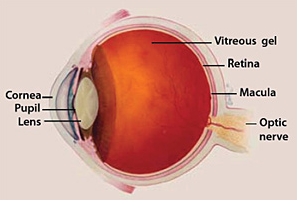 Age-Related Macular Degeneration ARMD-eyeball